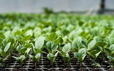 USDA to Conduct 2019 Census of Horticultural Specialties