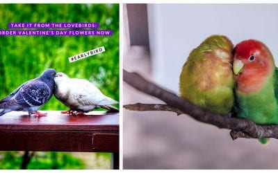 7 New Social Media Posts for Valentine’s Day