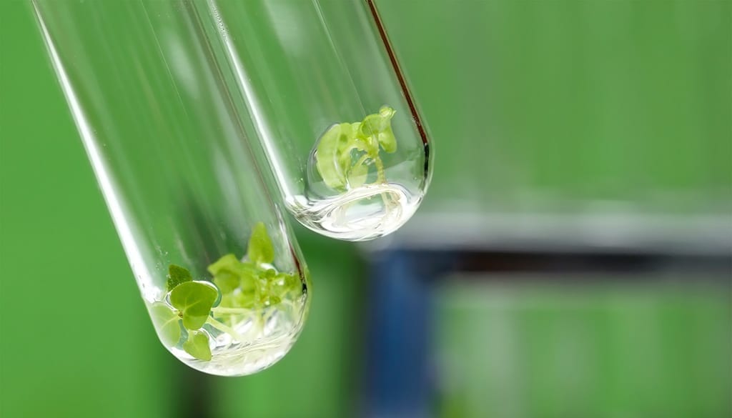 USDA Expected to Release Biotech Rules Soon