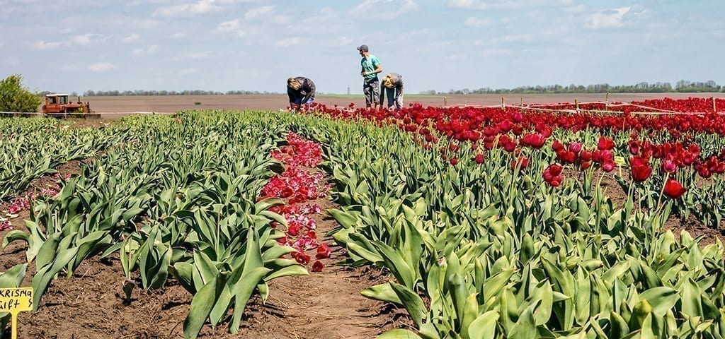 SAF Advocates for Grower Aid through USDA