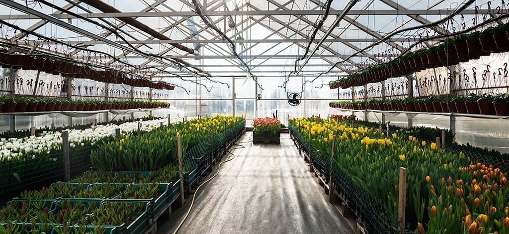 SAF Continues Push for Grower Aid