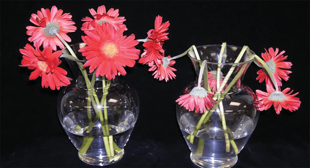 Industry Researcher Shares How to Prevent Wilted Blooms