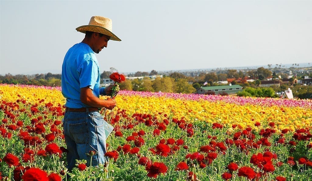 USDA Opens Grower Aid Application Process