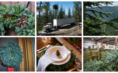 Despite Wildfires, Holiday Evergreens Remain on Track