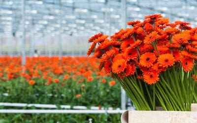 USDA Grower Aid Application Deadline Approaches