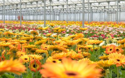 SAF Lobbyist Sheds New Light on Grower Aid