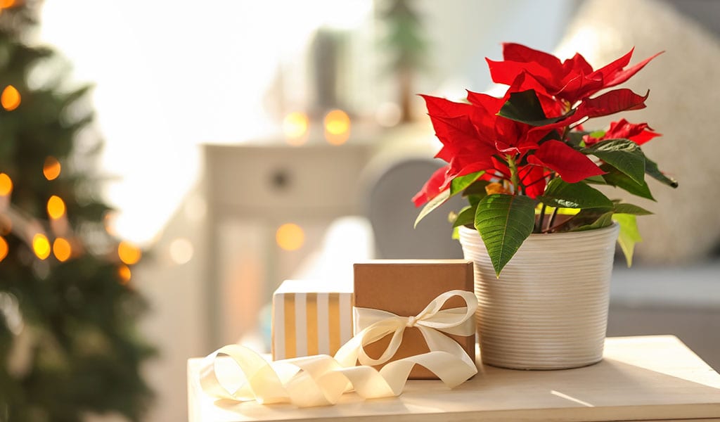 Florists Find Ways to Deck Halls Like Never Before