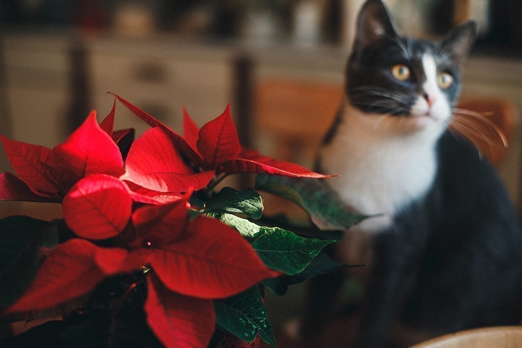 Remind Customers that Poinsettias Aren’t Poisonous