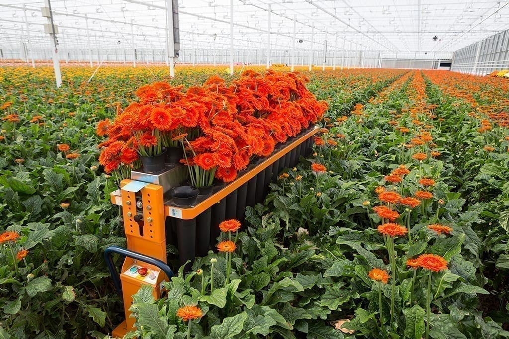 SAF Secures $500K for Floral Industry Benchmarking Survey