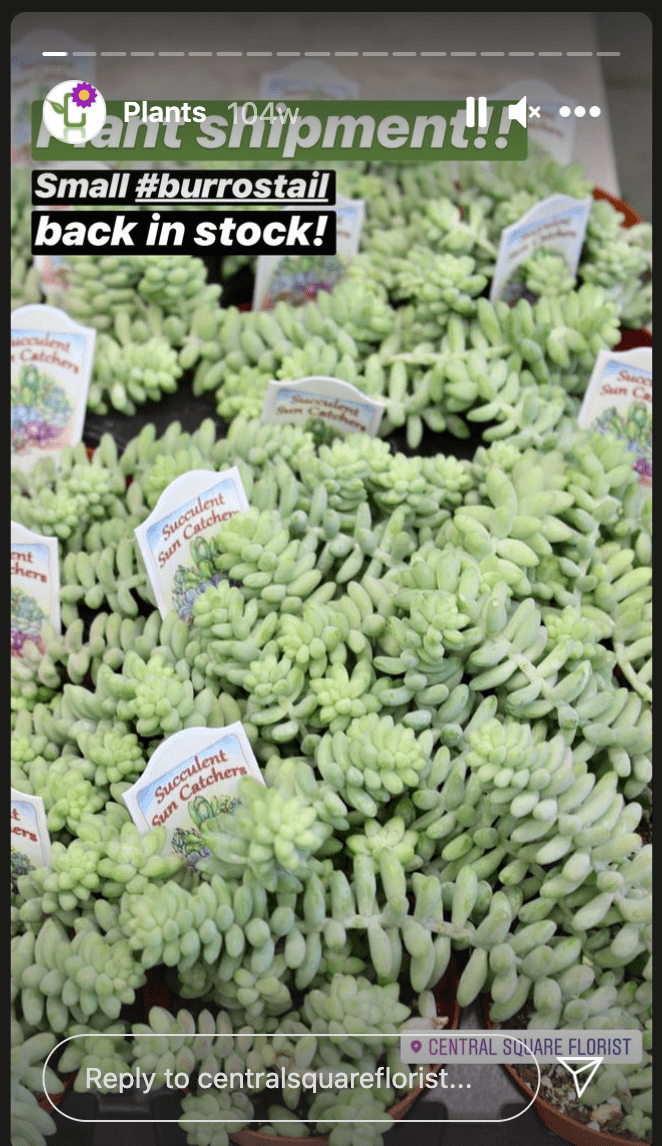 Mass. Florist Turns Plants into Must-See IG