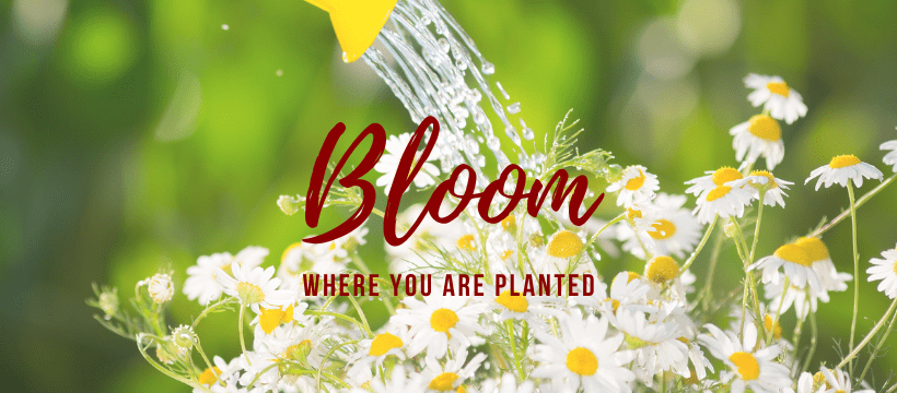 Bloom where you are planted 820