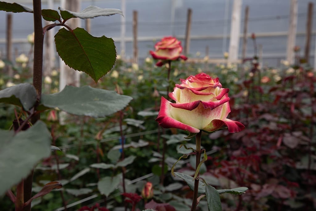 Advocacy Series: 5 Questions about Duty-Free Access to Flowers