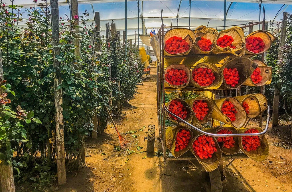 Senate Passage of GSP Kickstarts Reauthorization