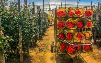 Senate Passage of GSP Kickstarts Reauthorization