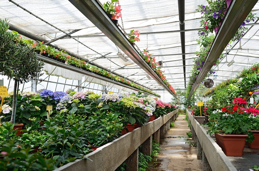 USDA Report: 2020 Wholesale Value of Floriculture Crops Increased