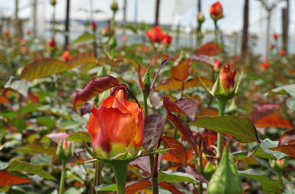 Will Ecuador’s Rose Farms Be Swayed by Cannabis?