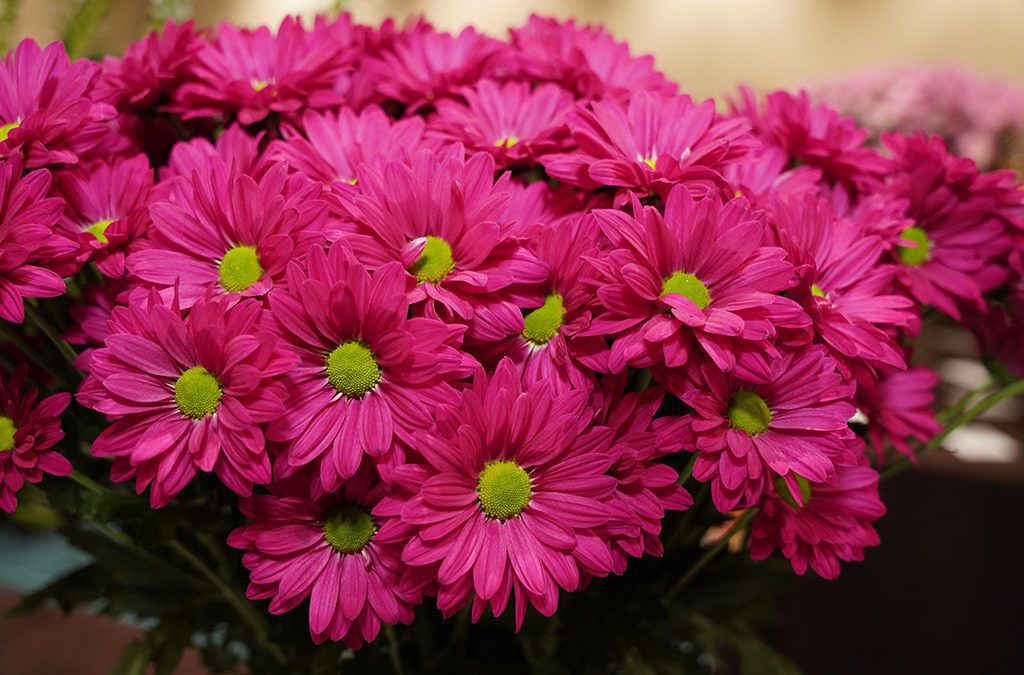 ‘Amor Candy’ Chrysanthemum Named Best in Show in SAF’s Outstanding Varieties
