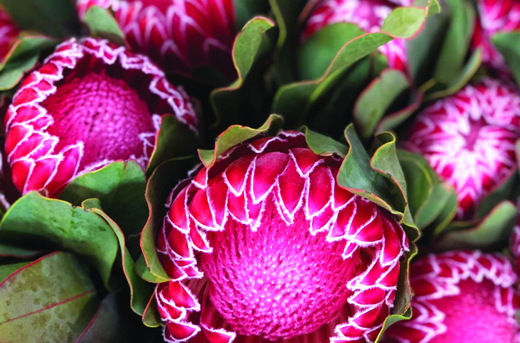 Add Visual Interest and Perceived Value with Proteas