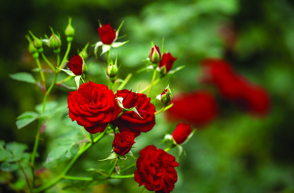 Floral Trends to Embrace in 2022