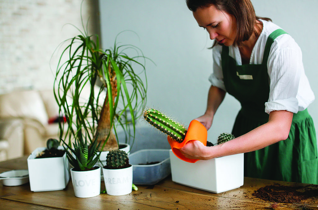 Create Care Sheets to Help New Plant Parents Succeed