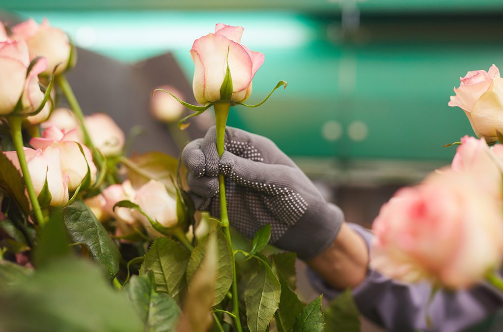 From Breeder to Vase: The Life of a Flower