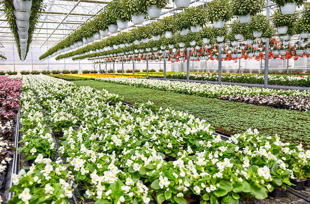 U.S. Floriculture Sales Inch Up; Cut Flowers Sales and Producers Decline