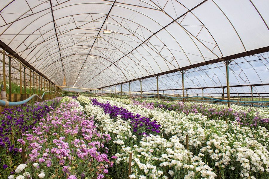 Sales of U.S.-Grown Cut Flowers Increase 
