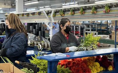 Get a Behind-the-Scenes Look at Miami Flower Importing and Production