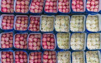 Ecuadorian Flowers Poised for Tariff Relief 
