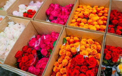 SAF, IFPA Urge Tariff Exemption for All Cut Flowers 